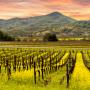 Интересные факты калифорнийского виноделия Калифорнийское шардоне